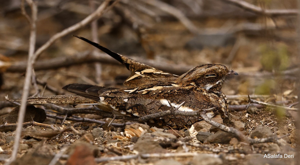 Slender-tailed Nightjar - Fanis Theofanopoulos (ASalafa Deri)