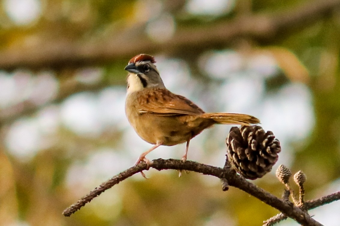 Rusty Sparrow - Jose Abelardo Sanchez