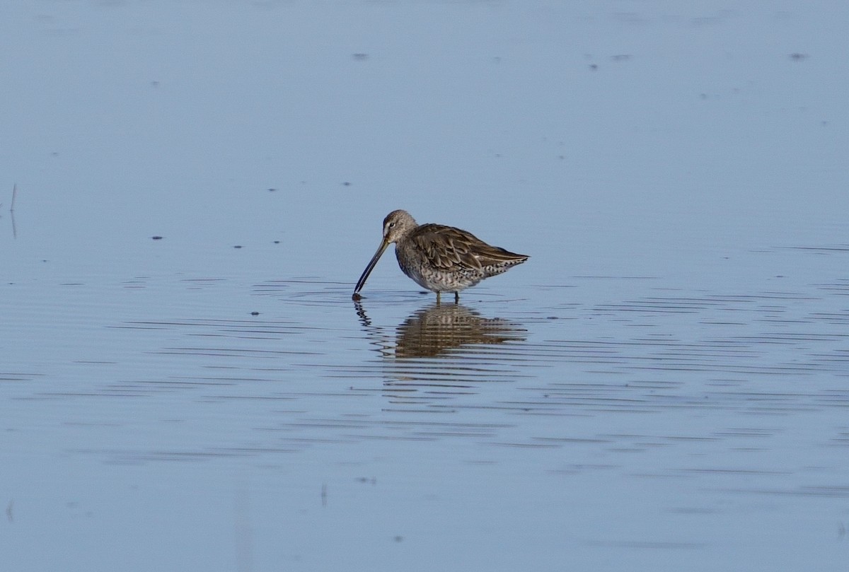 Long-billed Dowitcher - ML436641421