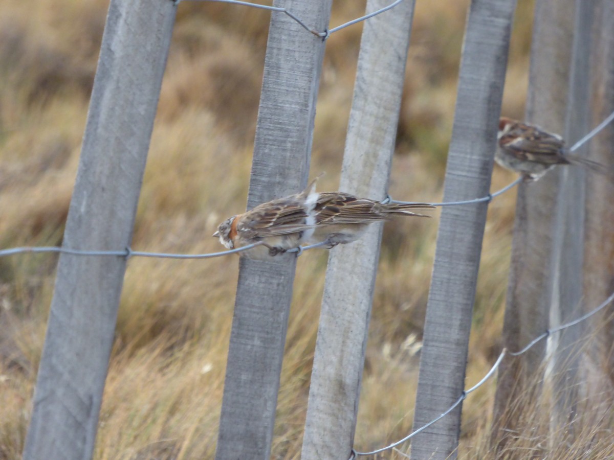 Rufous-collared Sparrow - ML436642581