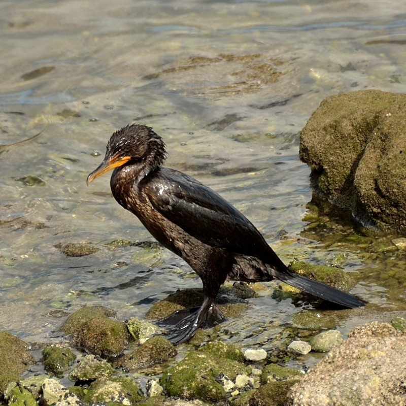 Double-crested Cormorant - Edwin Ivonne