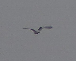 White-tailed Kite - Shelia Hargis