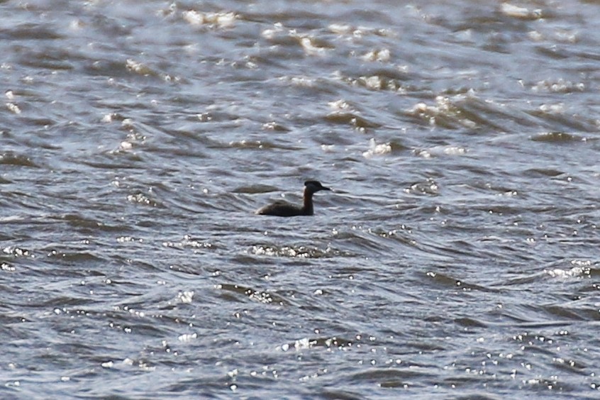 Red-necked Grebe - Denis Tétreault