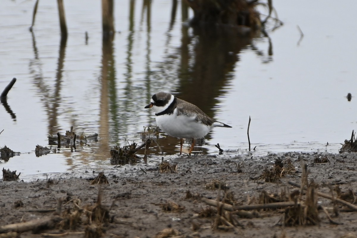 Semipalmated Plover - ML436661331