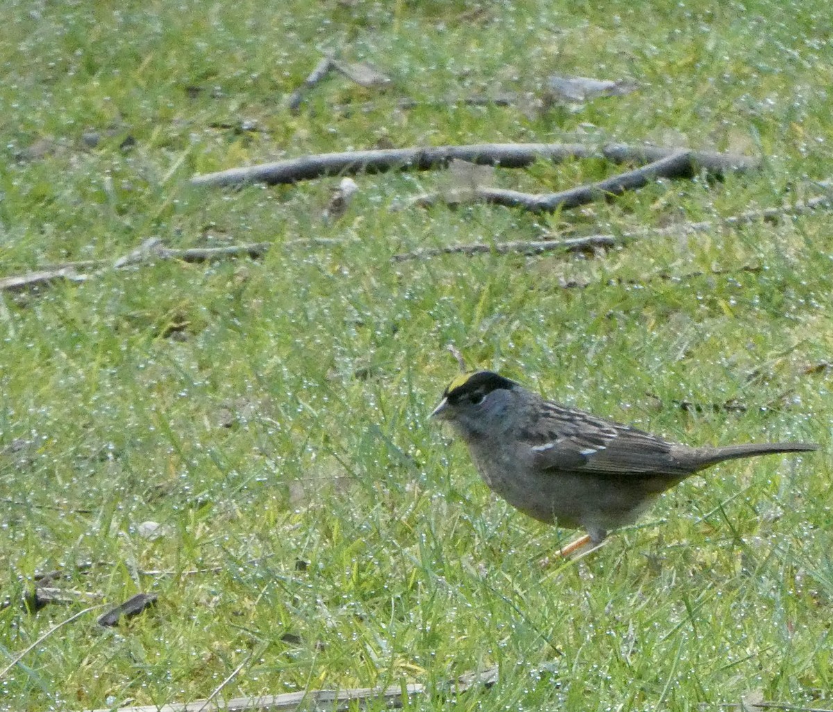 Golden-crowned Sparrow - ML436664461