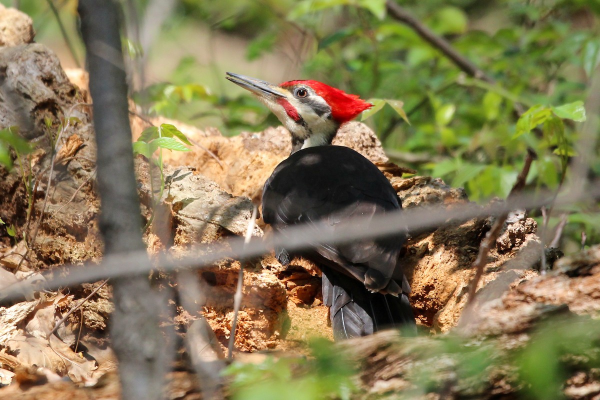 Pileated Woodpecker - ML436666231