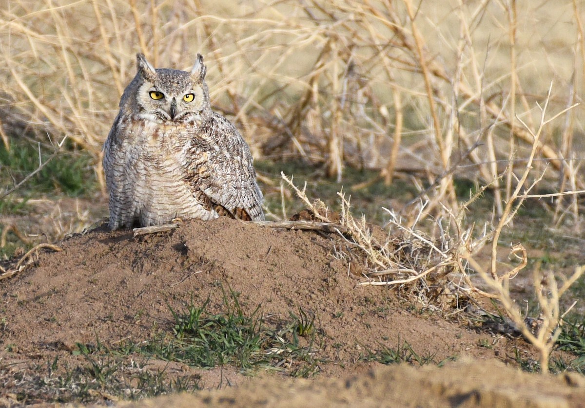 Great Horned Owl - ML436668701