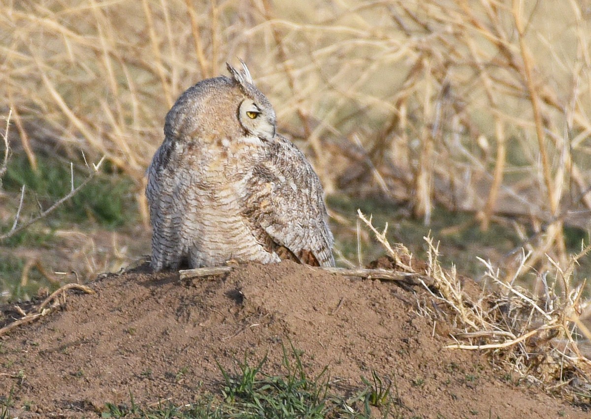 Great Horned Owl - ML436668711