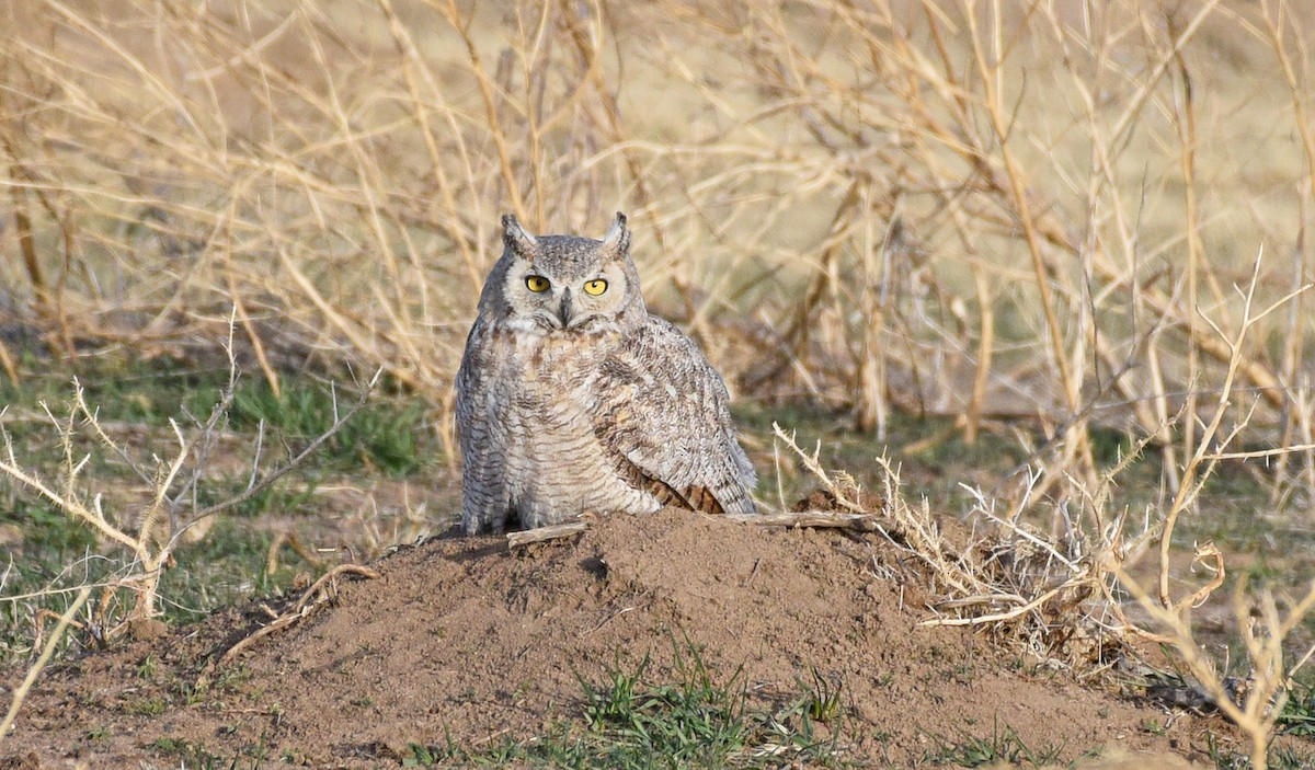 Great Horned Owl - ML436668721