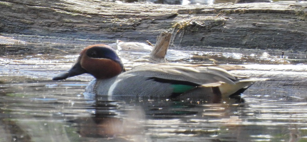 Green-winged Teal - ML436669941