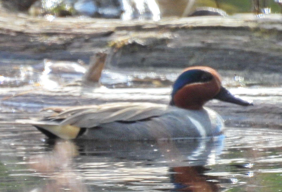 Green-winged Teal - ML436669951