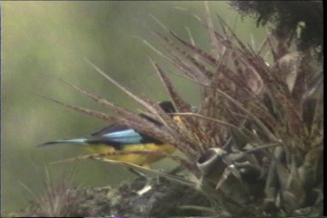 Blue-winged Mountain Tanager (Blue-winged) - ML436675
