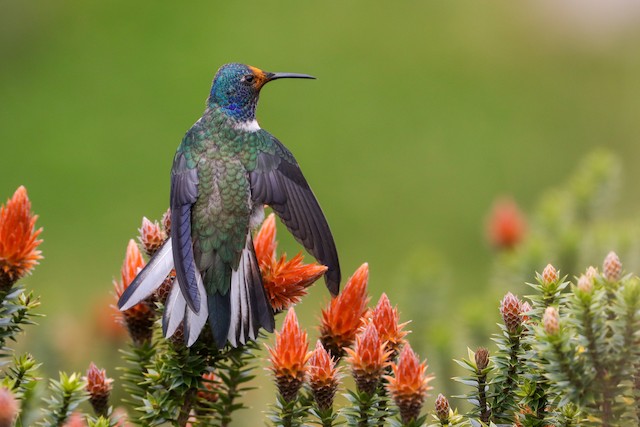 Ecuadorian Hillstar - Oreotrochilus chimborazo - Birds of the World