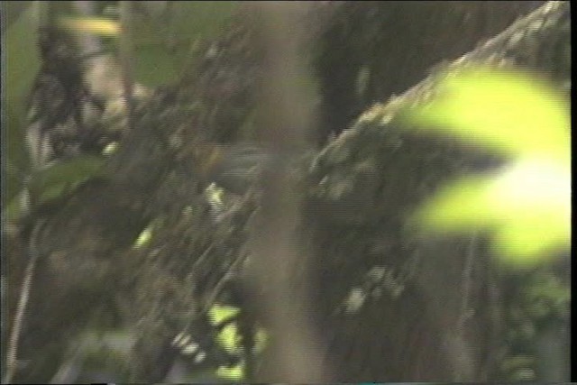 Желтогорлый дромник (flavigularis/marginatus) - ML436680