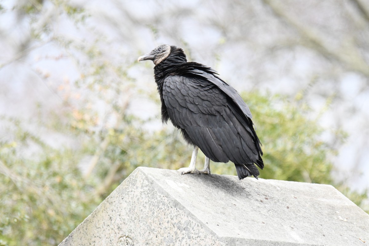 Black Vulture - ML436682631