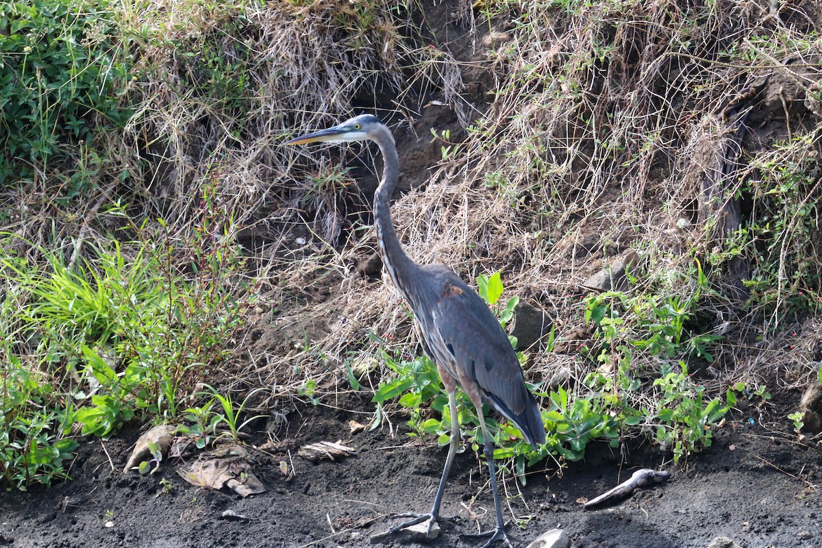 Great Blue Heron - Will McPhail