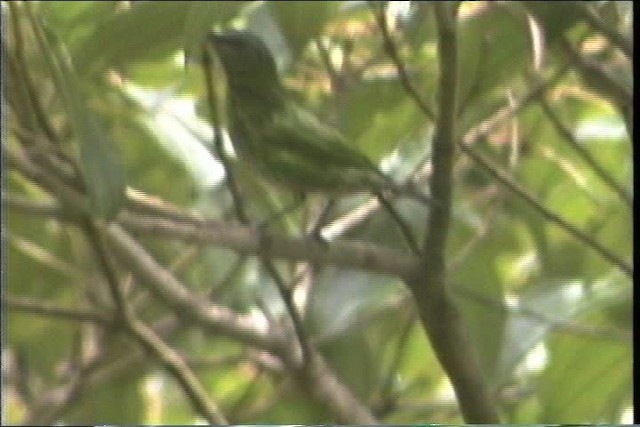 Spotted Tanager - ML436685
