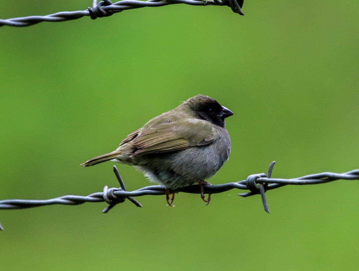 Black-faced Grassquit - Will McPhail