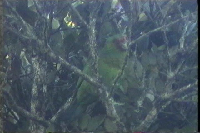 Red-faced Parrot - ML436693