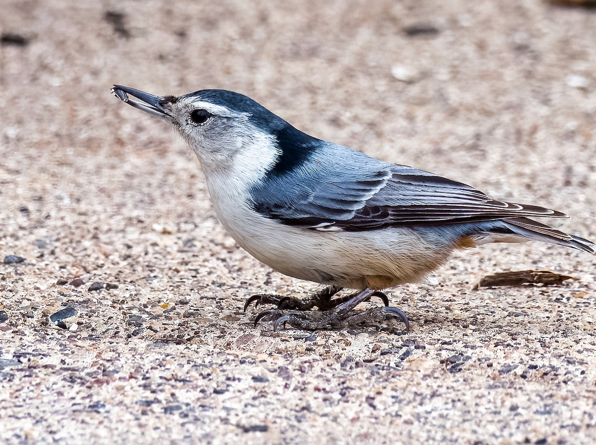 White-breasted Nuthatch - ML436693081