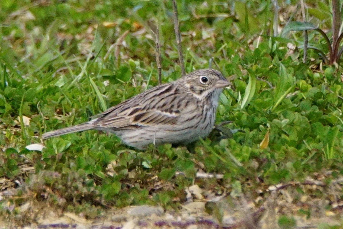 Vesper Sparrow - ML436693791