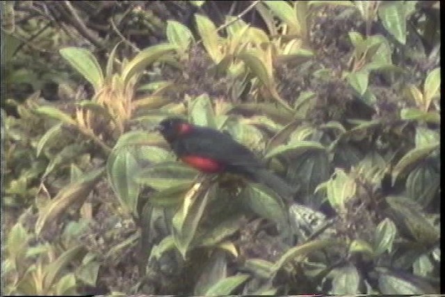 Scarlet-bellied Mountain Tanager (Scarlet-bellied) - ML436699