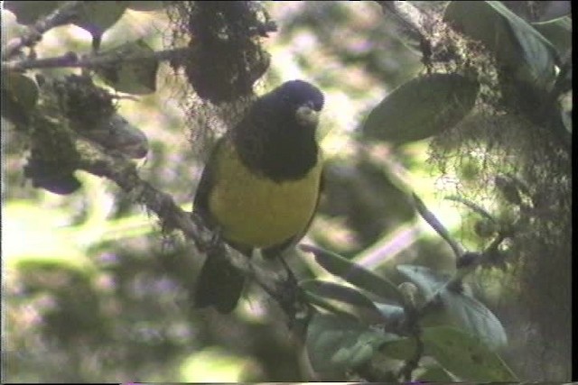 Black-chested Mountain Tanager - ML436700
