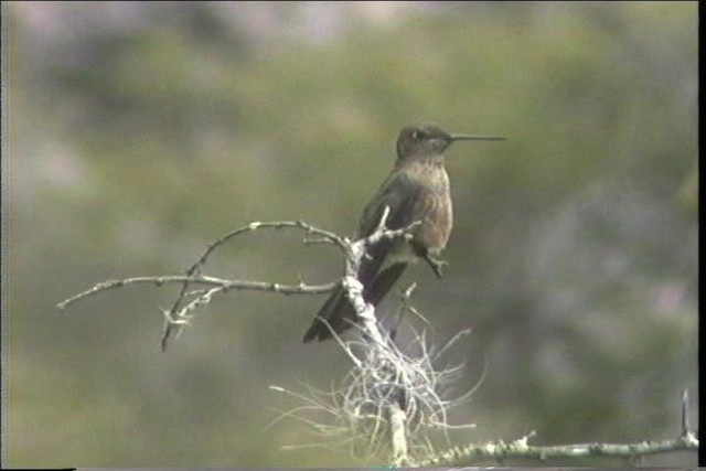 Giant Hummingbird - ML436702