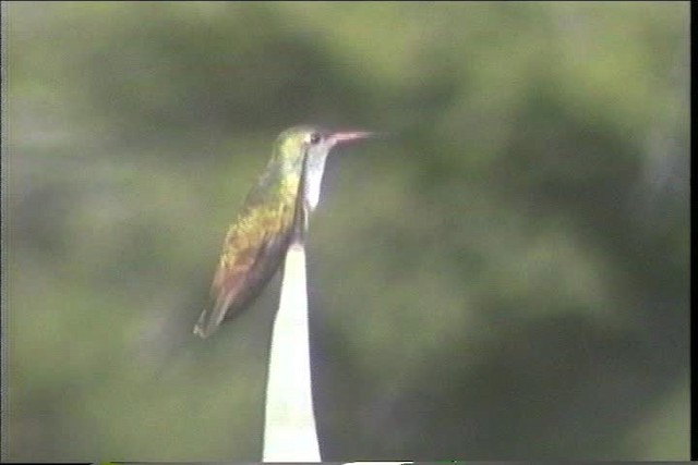 Amazilia Hummingbird - ML436704