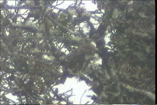 Andean Pygmy-Owl - ML436707