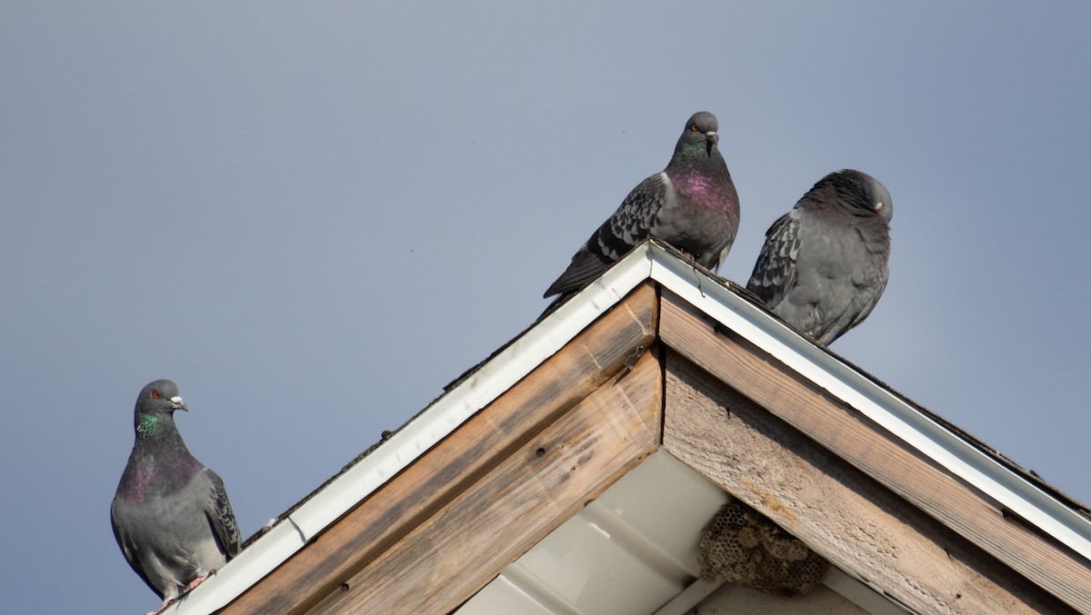 Rock Pigeon (Feral Pigeon) - Kelly Krechmer