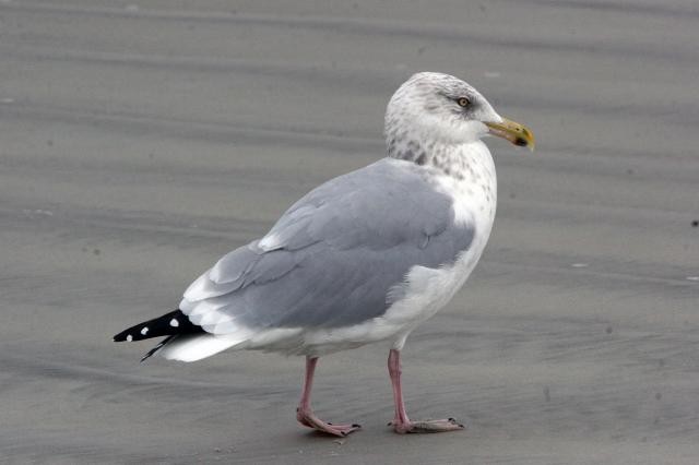 Herring Gull (American) - ML43671101