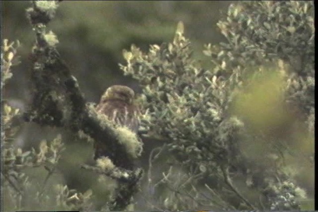Andean Pygmy-Owl - ML436712