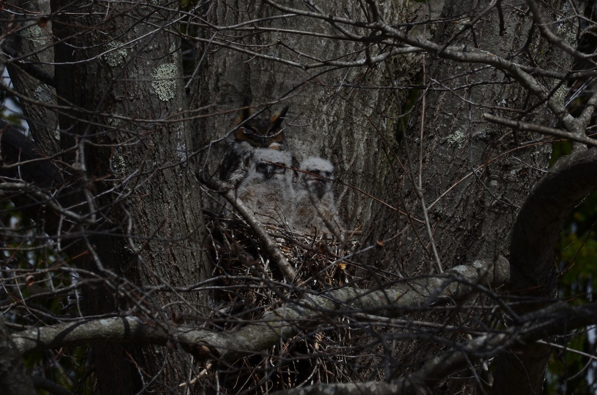 Great Horned Owl - ML436712331