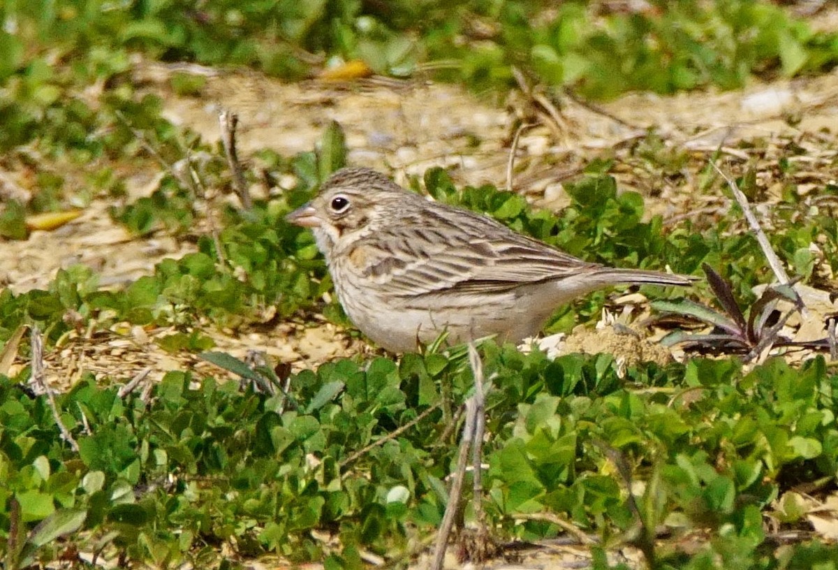 Vesper Sparrow - ML436712971
