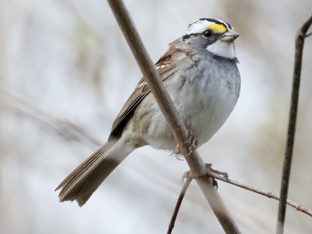 White-throated Sparrow - Glenn Wilson