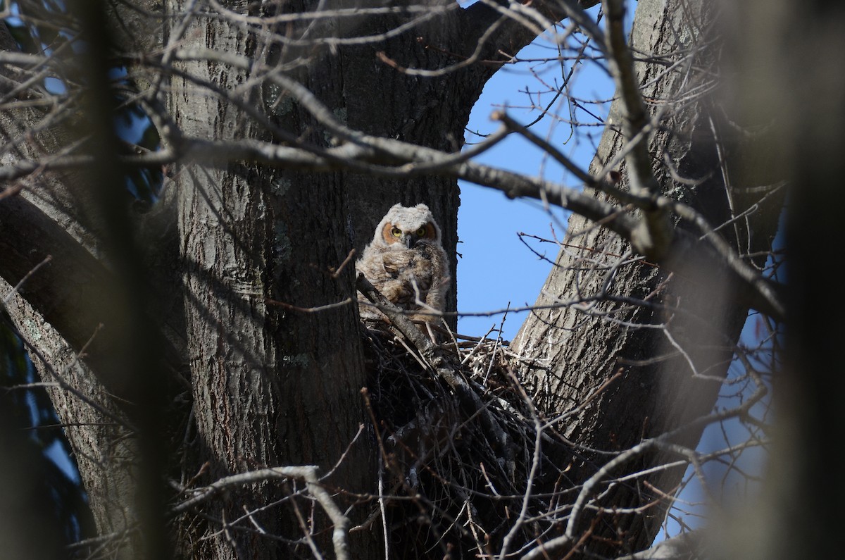 Great Horned Owl - ML436716031