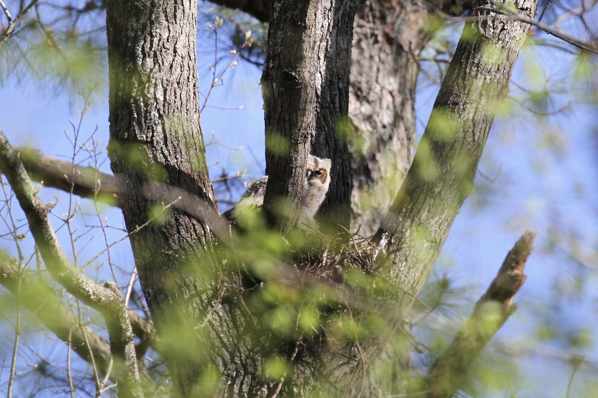 Great Horned Owl - ML436717271