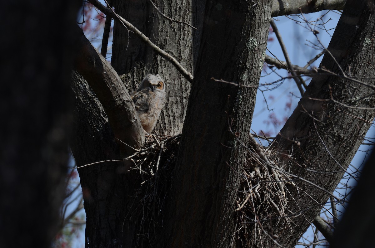 Great Horned Owl - ML436717661