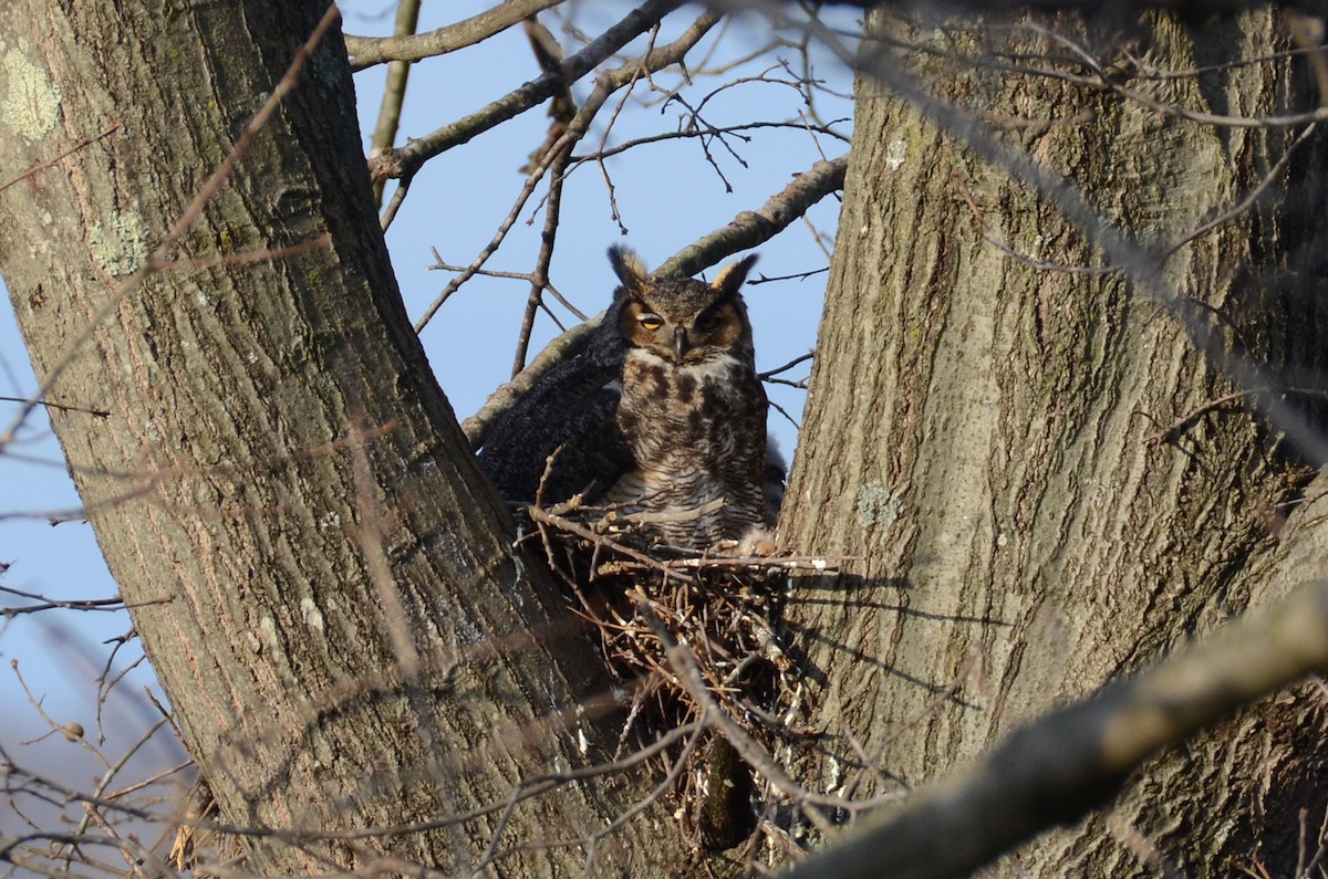Great Horned Owl - ML436718541