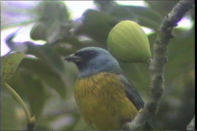 Blue-and-yellow Tanager - ML436720