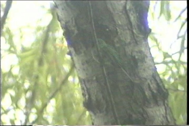 Yeşil Kuyruklu Kolibri - ML436721