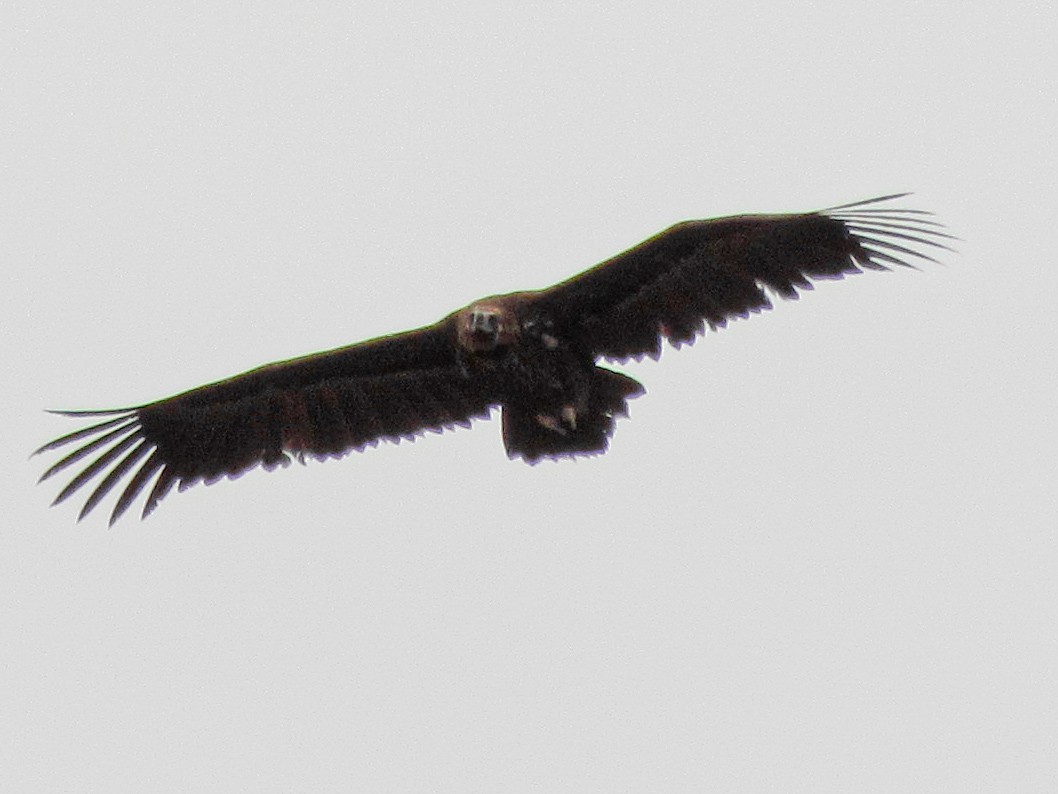 Cinereous Vulture - ML436731421