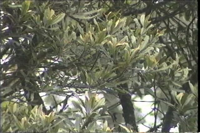 Gray-hooded Bush Tanager (rubrirostris) - ML436732