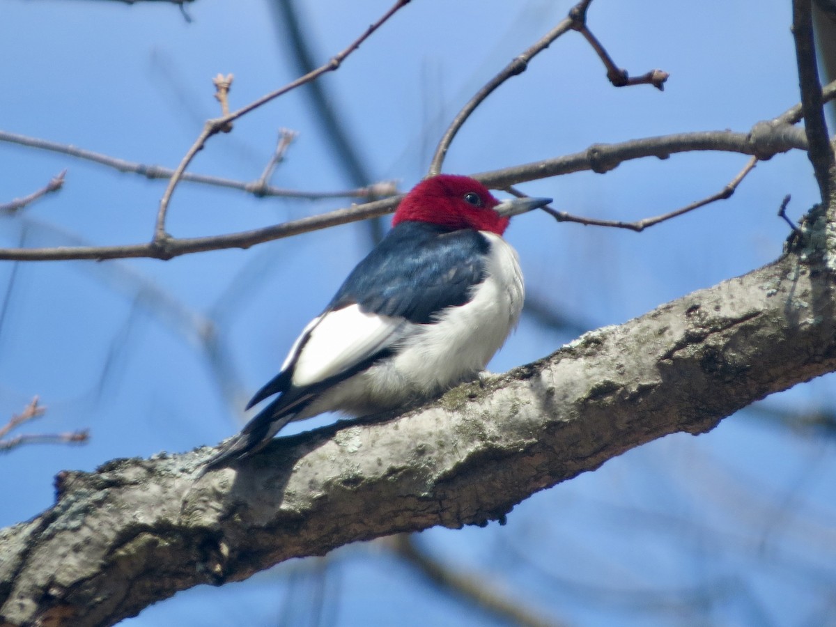 Red-headed Woodpecker - ML436738991