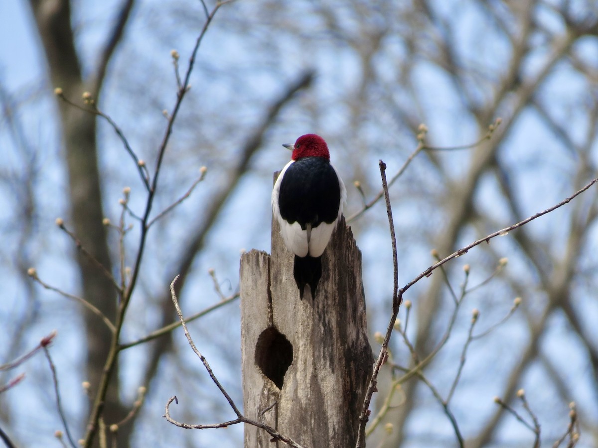 Red-headed Woodpecker - ML436739051