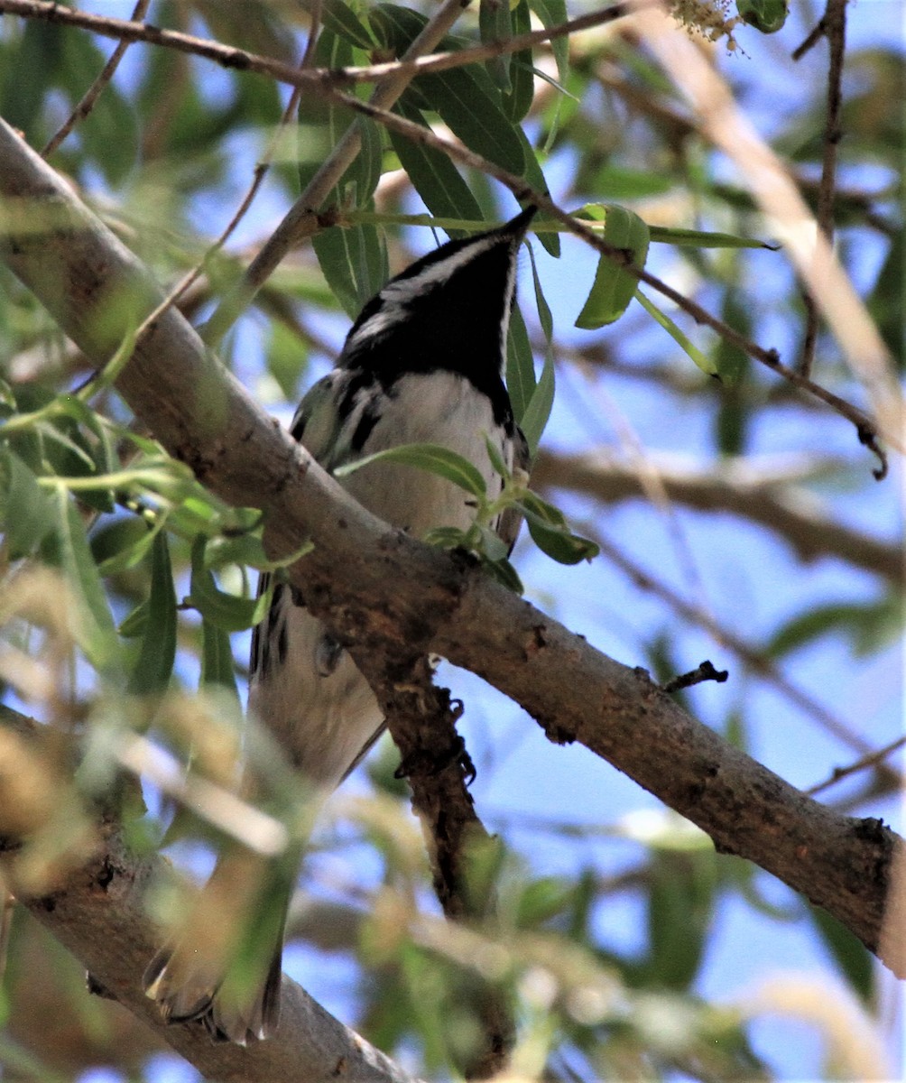 Black-throated Gray Warbler - Ken Lamberton