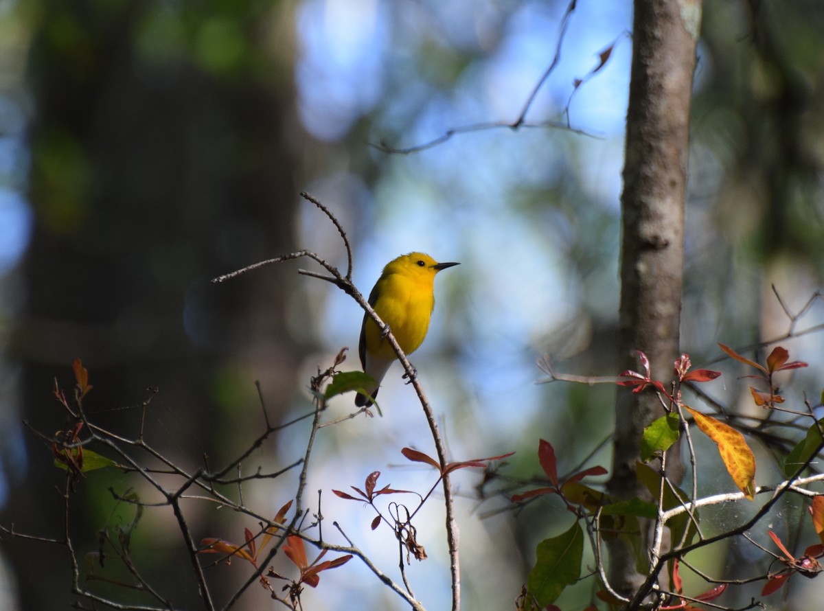 Prothonotary Warbler - Will Mahoney