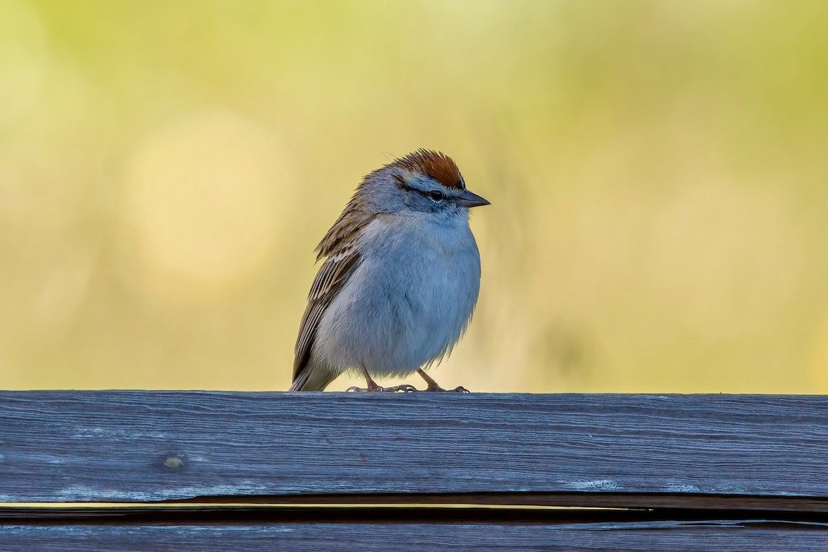 Chipping Sparrow - ML436744431