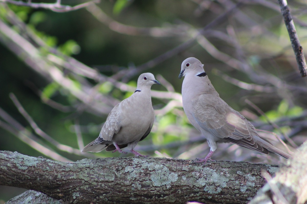 Eurasian Collared-Dove - Marie Chappell
